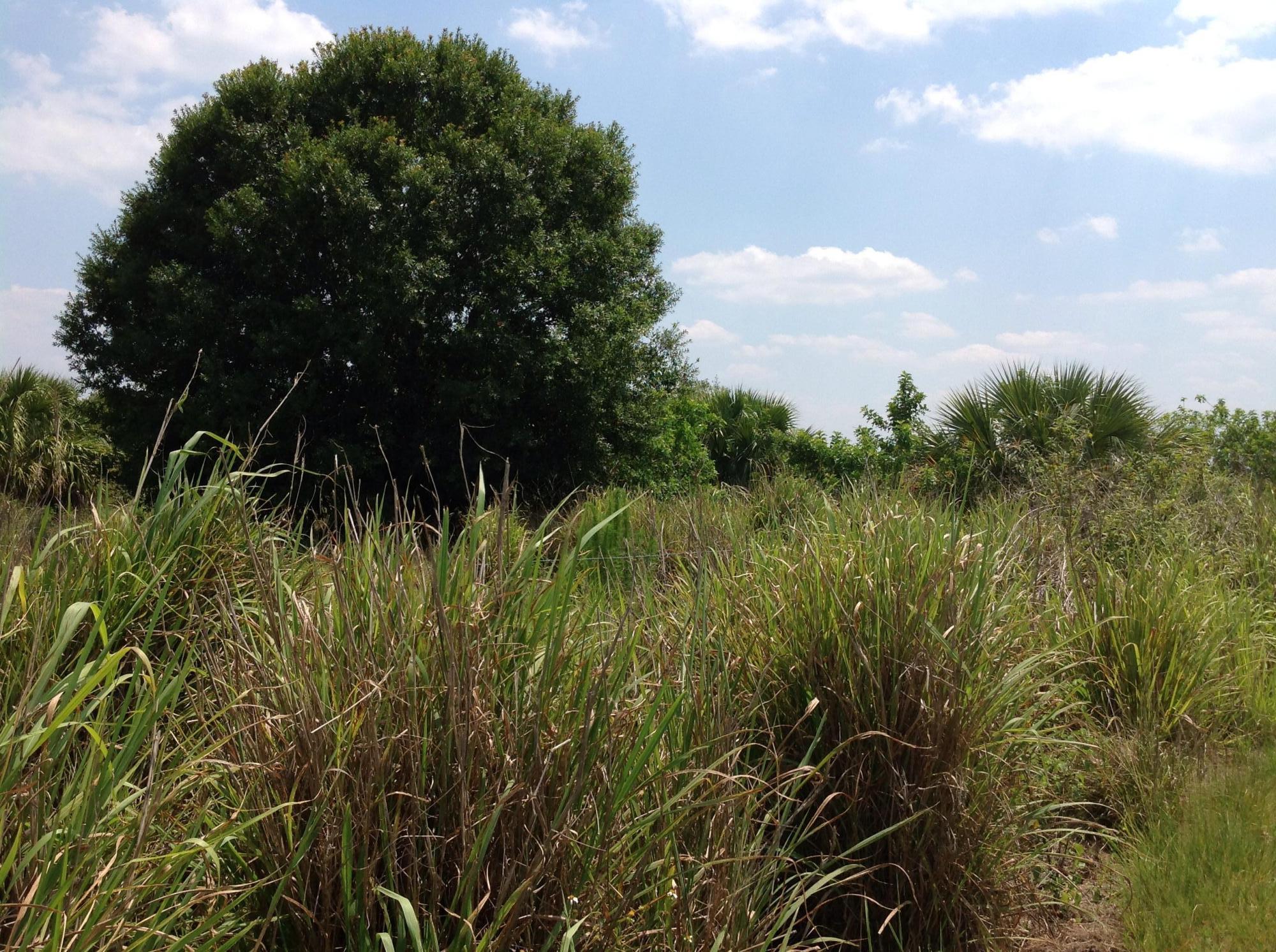 8560 Immokolee Road Fort Pierce, FL 34951 - Photo 8 of 10 Pasture