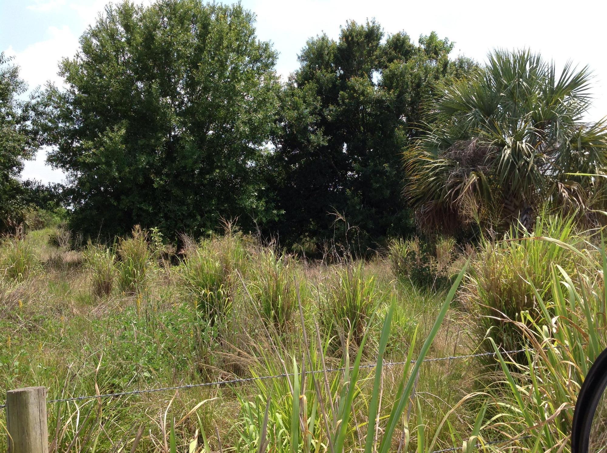 8560 Immokolee Road Fort Pierce, FL 34951 - Photo 9 of 10 Oaks in Pasture