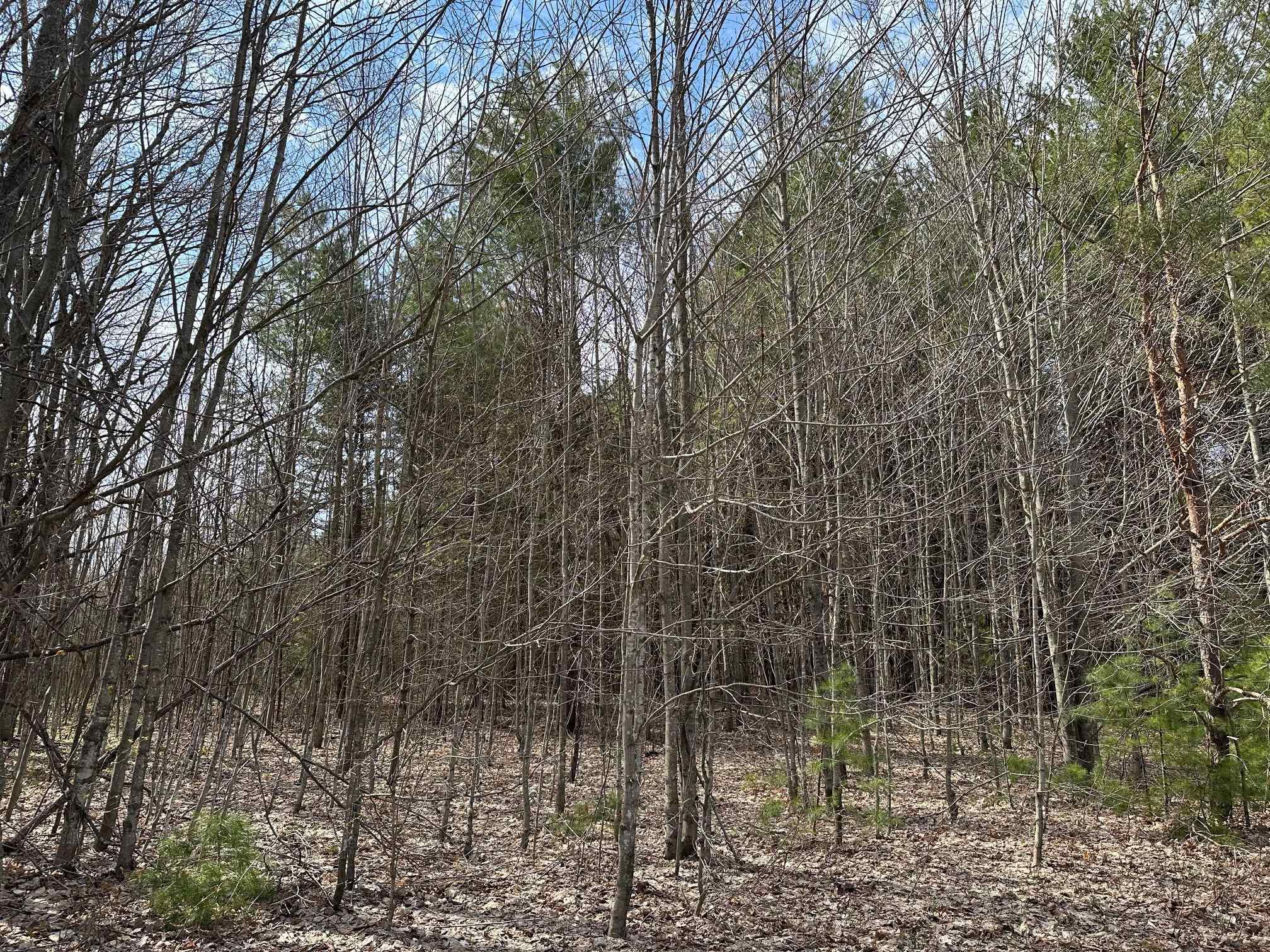2 Woodland Trail, Unit PARCEL 2 Cedar, MI 49621 - Photo 13 of 19