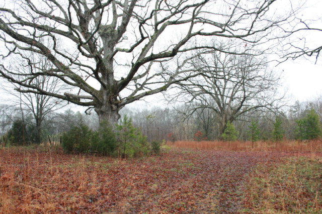 0 Ervin Mill Road Honea Path, SC 29654 - Photo 1 of 1 Gallery Image 1