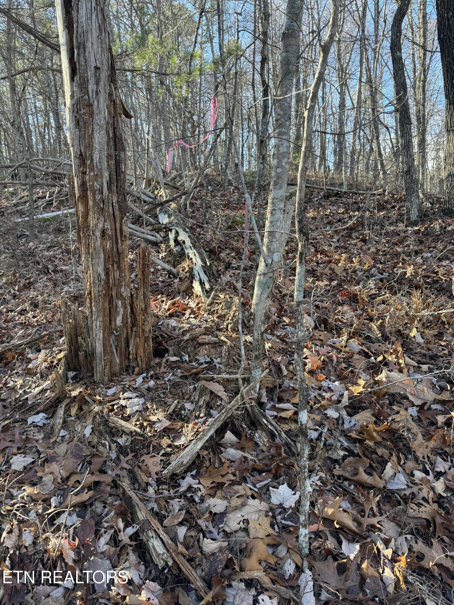 6838 Flats Road Tallassee, TN 37878 - Photo 3 of 17 Mountain views and privacy