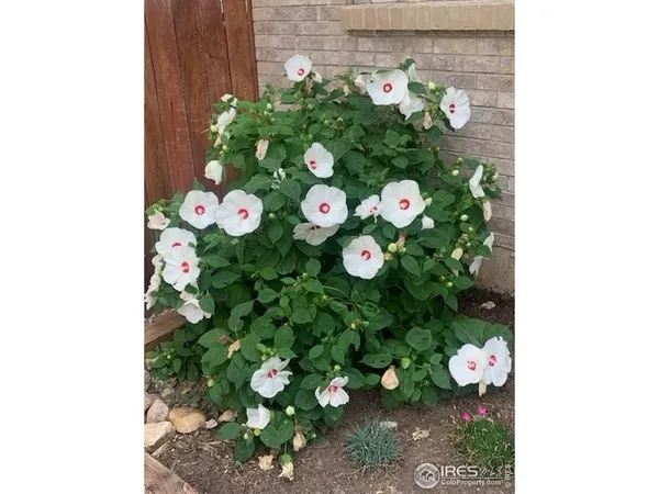 a bunch of flowers in a garden