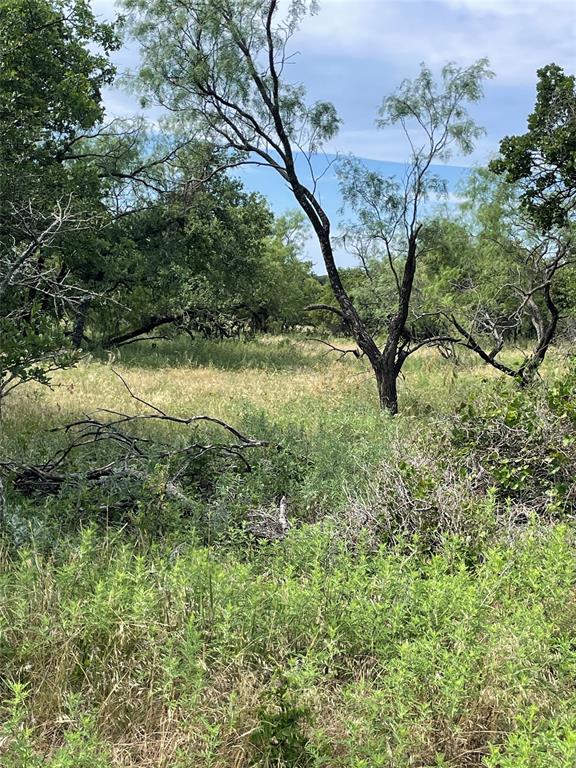 31.09-ac Hoefle Road Jacksboro, TX 76458 - Photo 14 of 33 a view of a tree in a yard