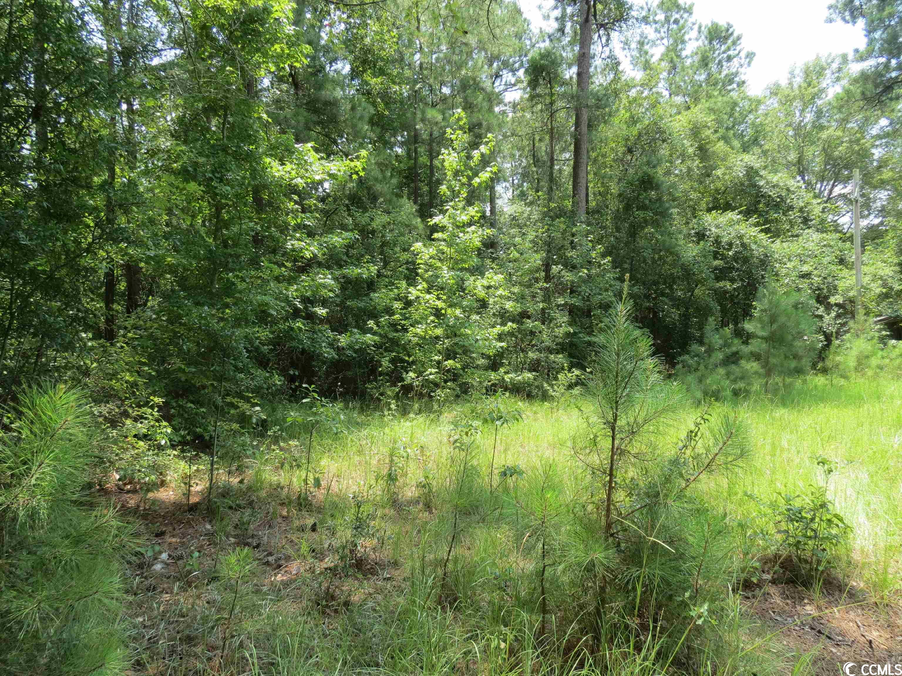 3213 Folly Grove Road Hemingway, SC 29554 - Photo 1 of 7 Gallery Image 1