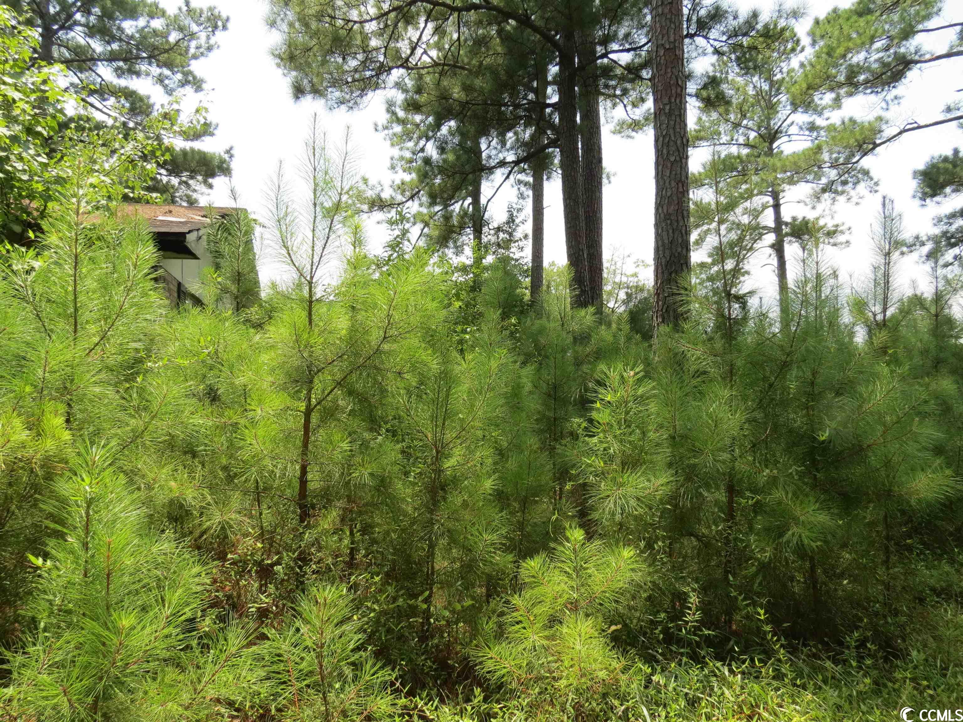 3213 Folly Grove Road Hemingway, SC 29554 - Photo 5 of 7 Gallery Image 5