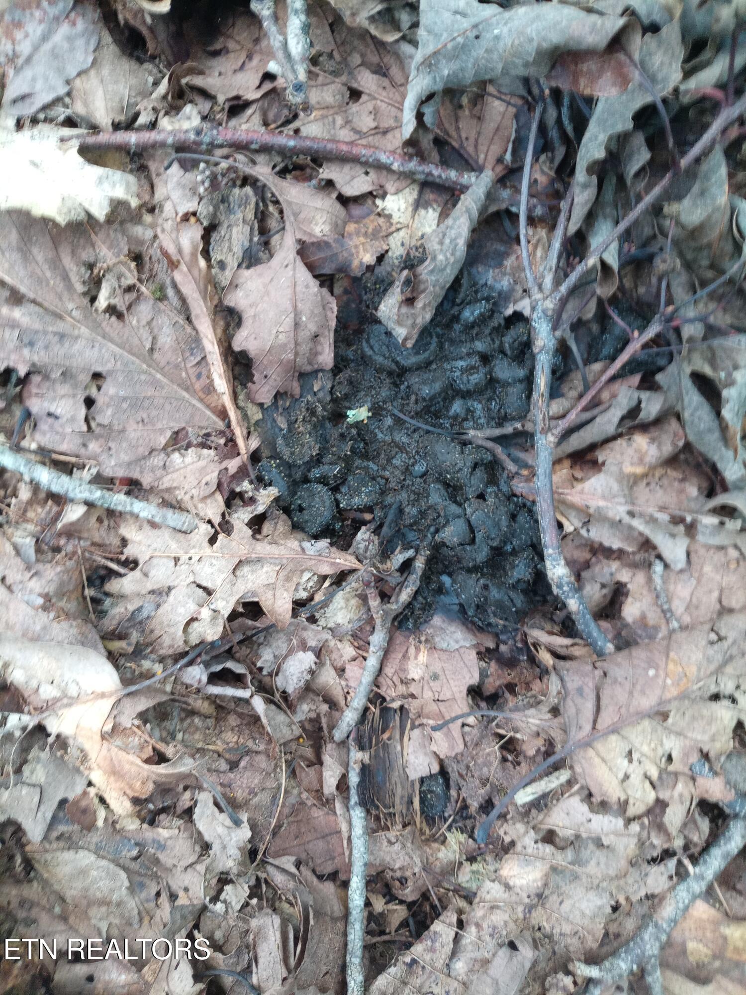 I-75 Road Pioneer, TN 37847 - Photo 7 of 11 IMG_20250817_170335_601