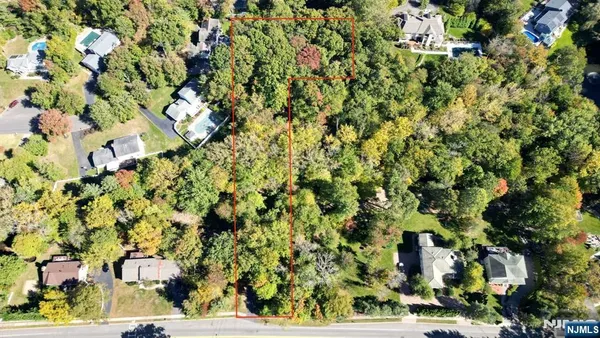 a view of a tree with a plant