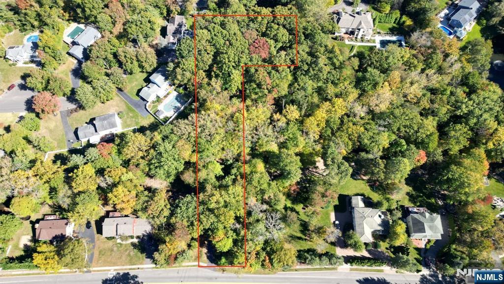 a view of a tree with a plant