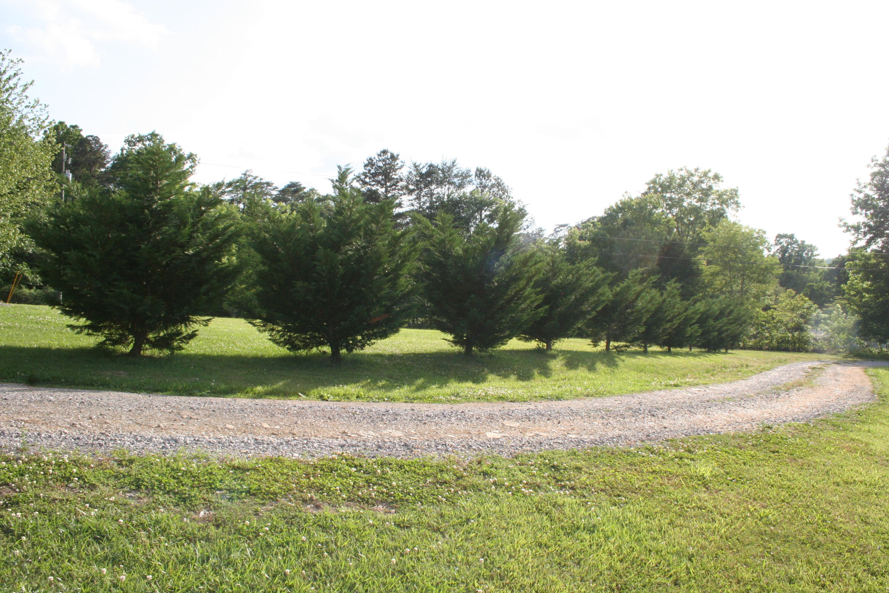 397 Casey Road Trenton, GA 30752 - Photo 14 of 18 IMG_0278
