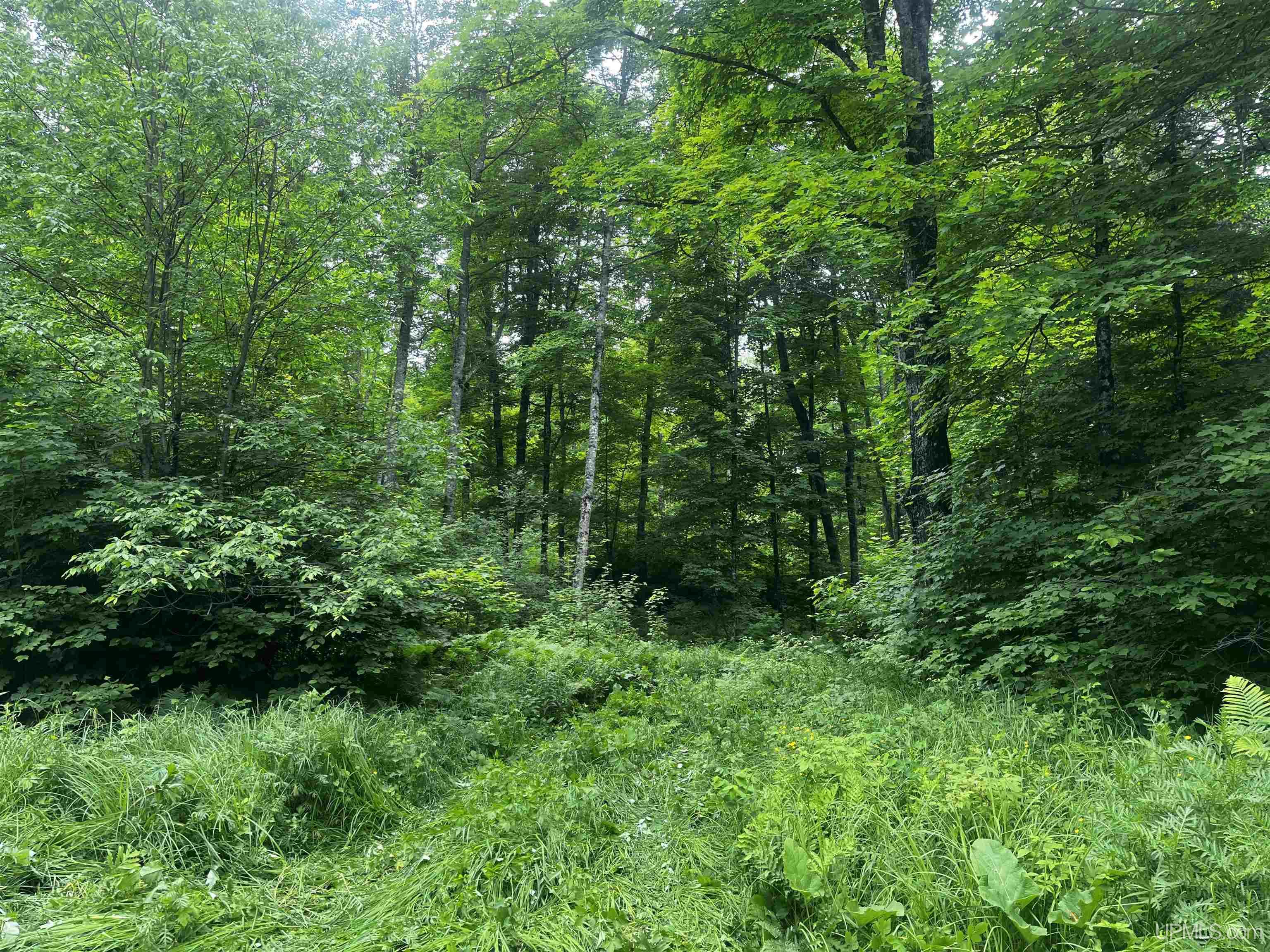 40-acres The Grade Road Crystal Falls, MI 49920 - Photo 27 of 39