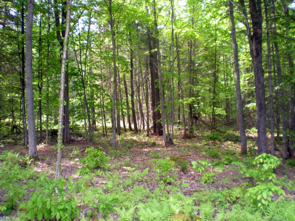 15 Durgin Road Tuftonboro, NH 03816 - Photo 28 of 36 Gallery Image 28