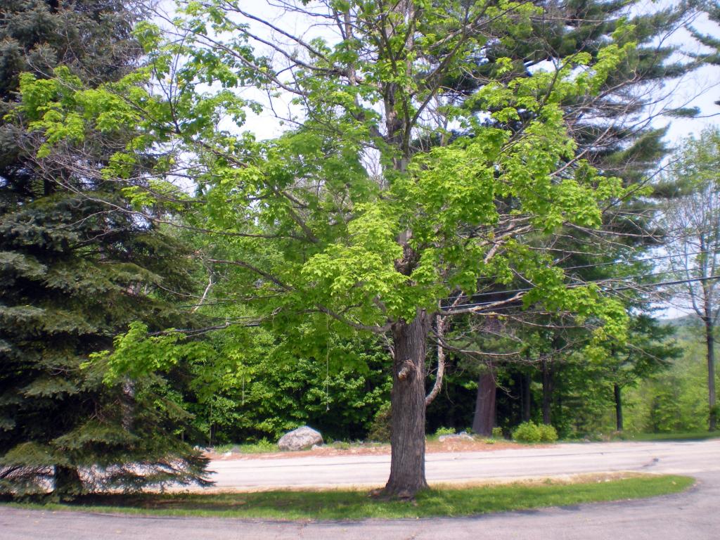 15 Durgin Road Tuftonboro, NH 03816 - Photo 30 of 36 Gallery Image 30