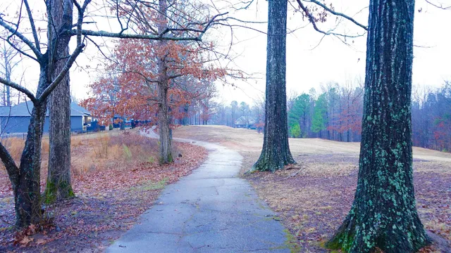 a view of a yard with large tree