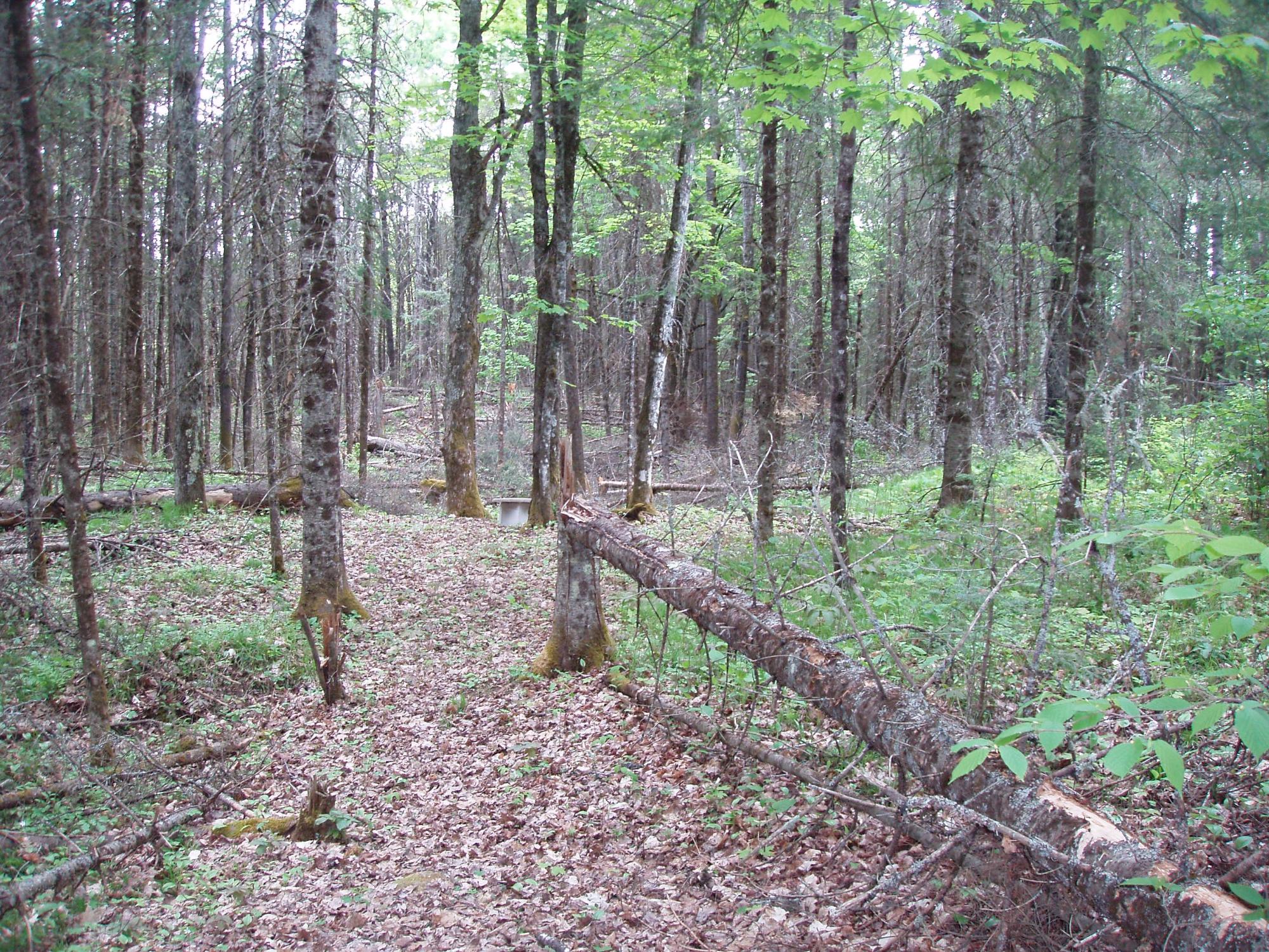 21463 Eder Road Glidden, WI 54527 - Photo 26 of 36 Gallery Image 26