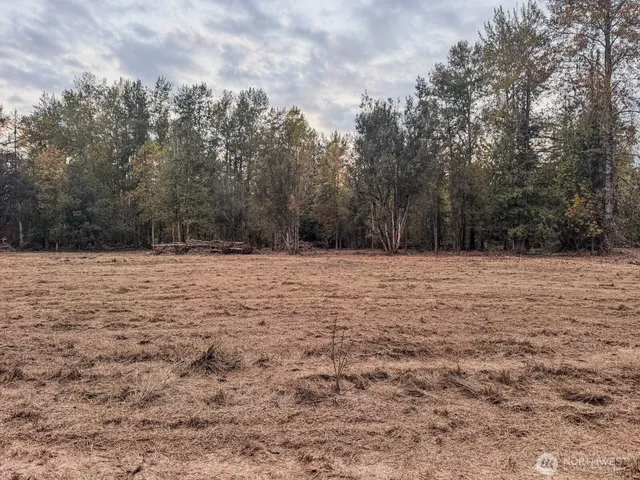 a view of a forest with trees in the background