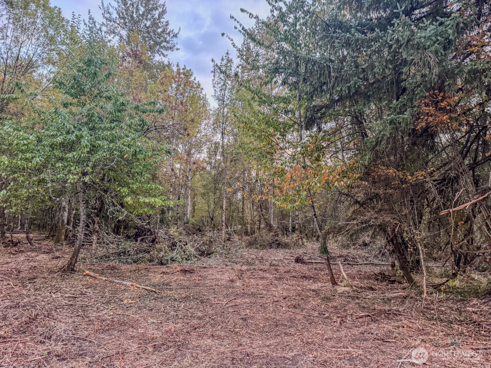 0 Mundy Loss Road East Buckley, WA 98321 - Photo 19 of 29 a view of a forest with trees in the background