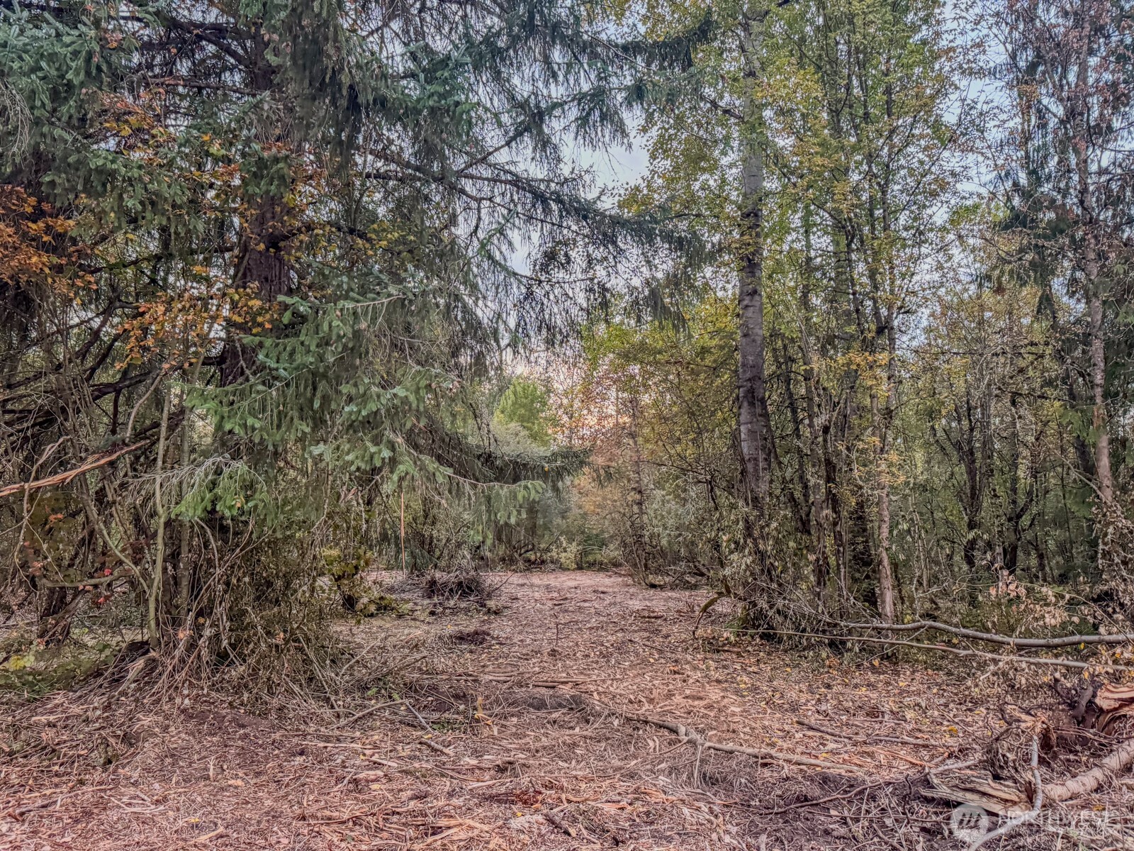 0 Mundy Loss Road East Buckley, WA 98321 - Photo 20 of 29 a view of a forest with trees in the background