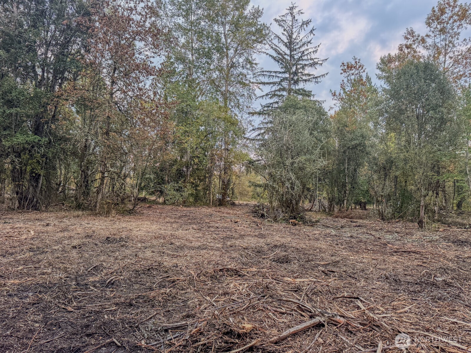 0 Mundy Loss Road East Buckley, WA 98321 - Photo 22 of 29 a view of a yard with a tree