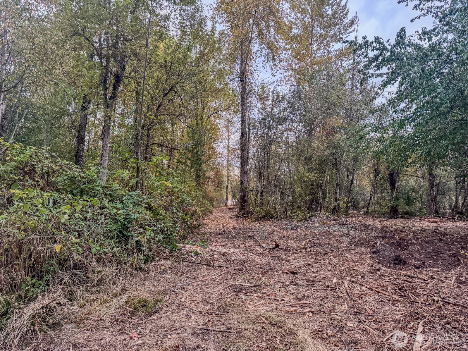 0 Mundy Loss Road East Buckley, WA 98321 - Photo 23 of 29 a view of a yard with trees in the background