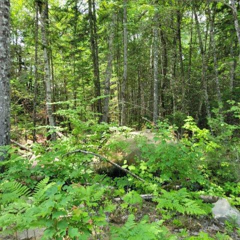 T4 Wadleigh Pond Road Millinocket, ME 04462 - Photo 30 of 38 Woods