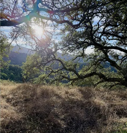 a view of a tree in a yard