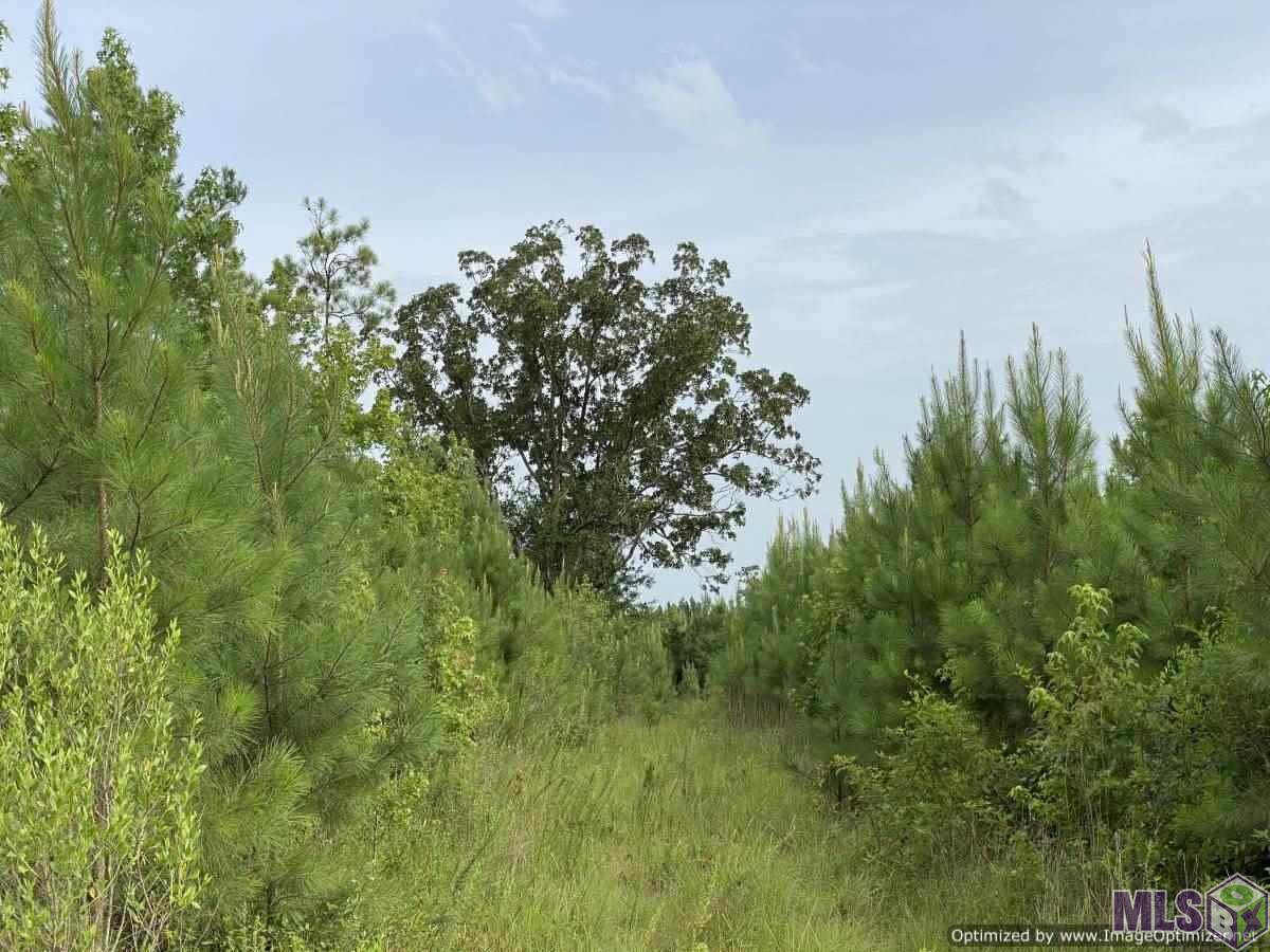795 A Proby Laird Road McCall Creek, MS 39647 - Photo 8 of 10 Gallery Image 8