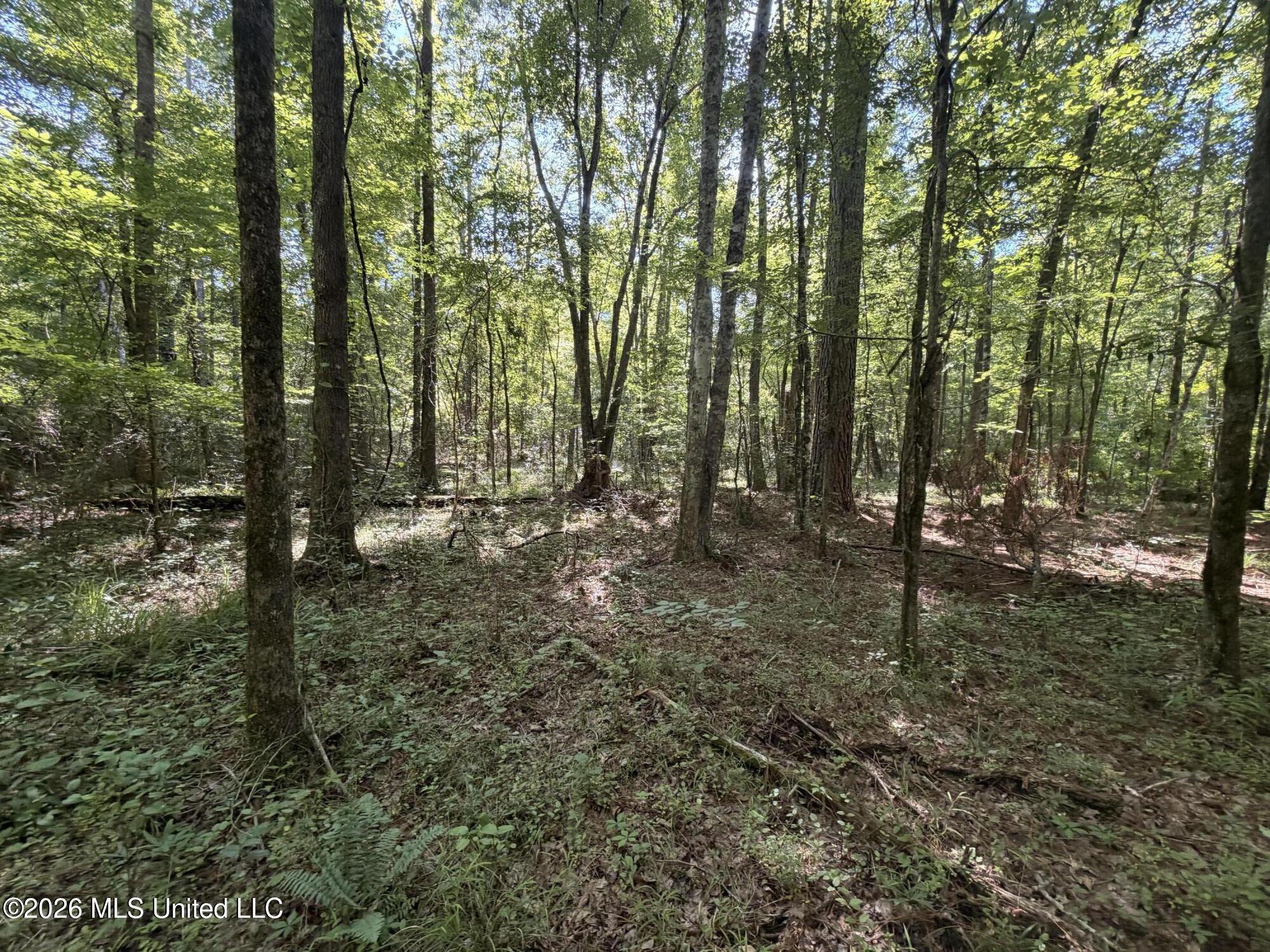 Tom Mans Road Vaiden, MS 39176 - Photo 6 of 12 IMG_4063