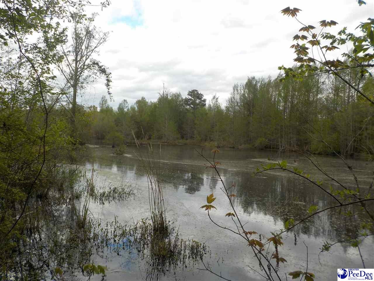 Tbd Tbd Cotton Patch Road Clio, SC 29525 - Photo 1 of 1 Gallery Image 1