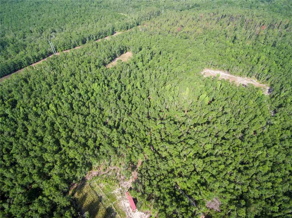 18233 185th Road Live Oak, FL 32060 - Photo 97 of 99 a view of a lush green forest with lots of trees
