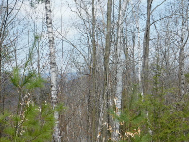 0 Riverview Road Jay, ME 04239 - Photo 16 of 16 DSCN0872