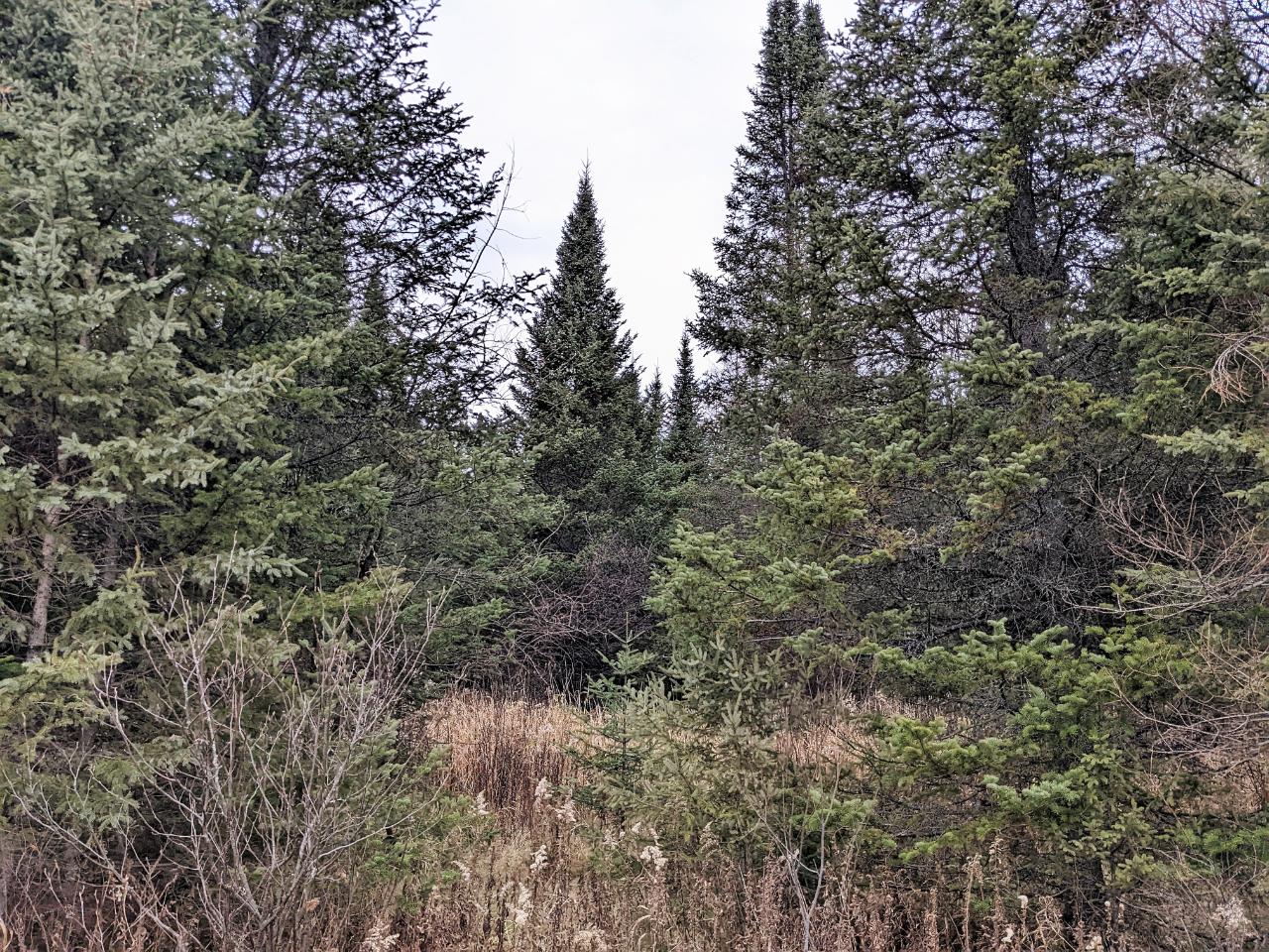 On River Road Brantwood, WI 54513 - Photo 7 of 10 Gallery Image 7