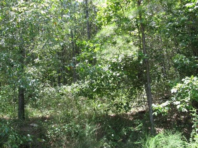 a view of a lush green forest