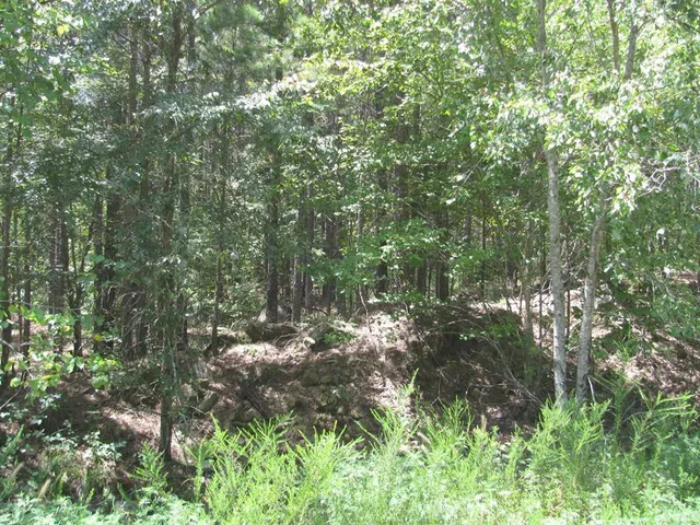 a view of a lush green forest