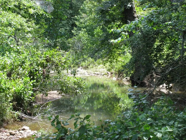 a view of a lush green forest with large trees