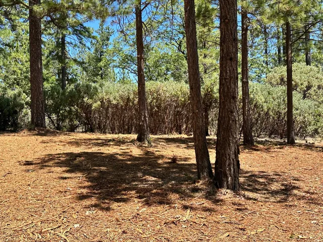 a view of road covered with trees
