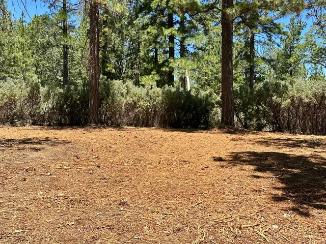 a view of side of snow with trees