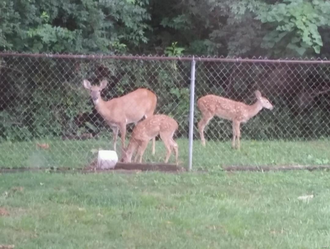 2915 Bee Tree Lane St. Louis, MO 63129 - Photo 29 of 31