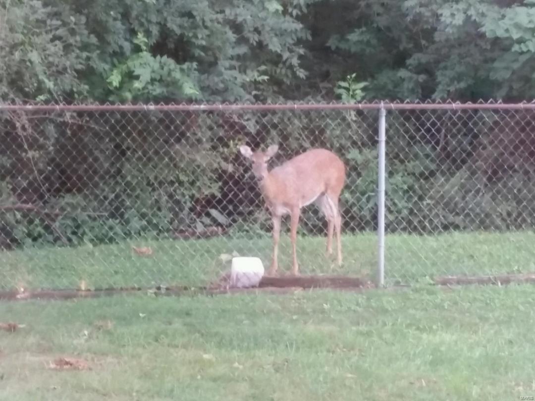 2915 Bee Tree Lane St. Louis, MO 63129 - Photo 30 of 31