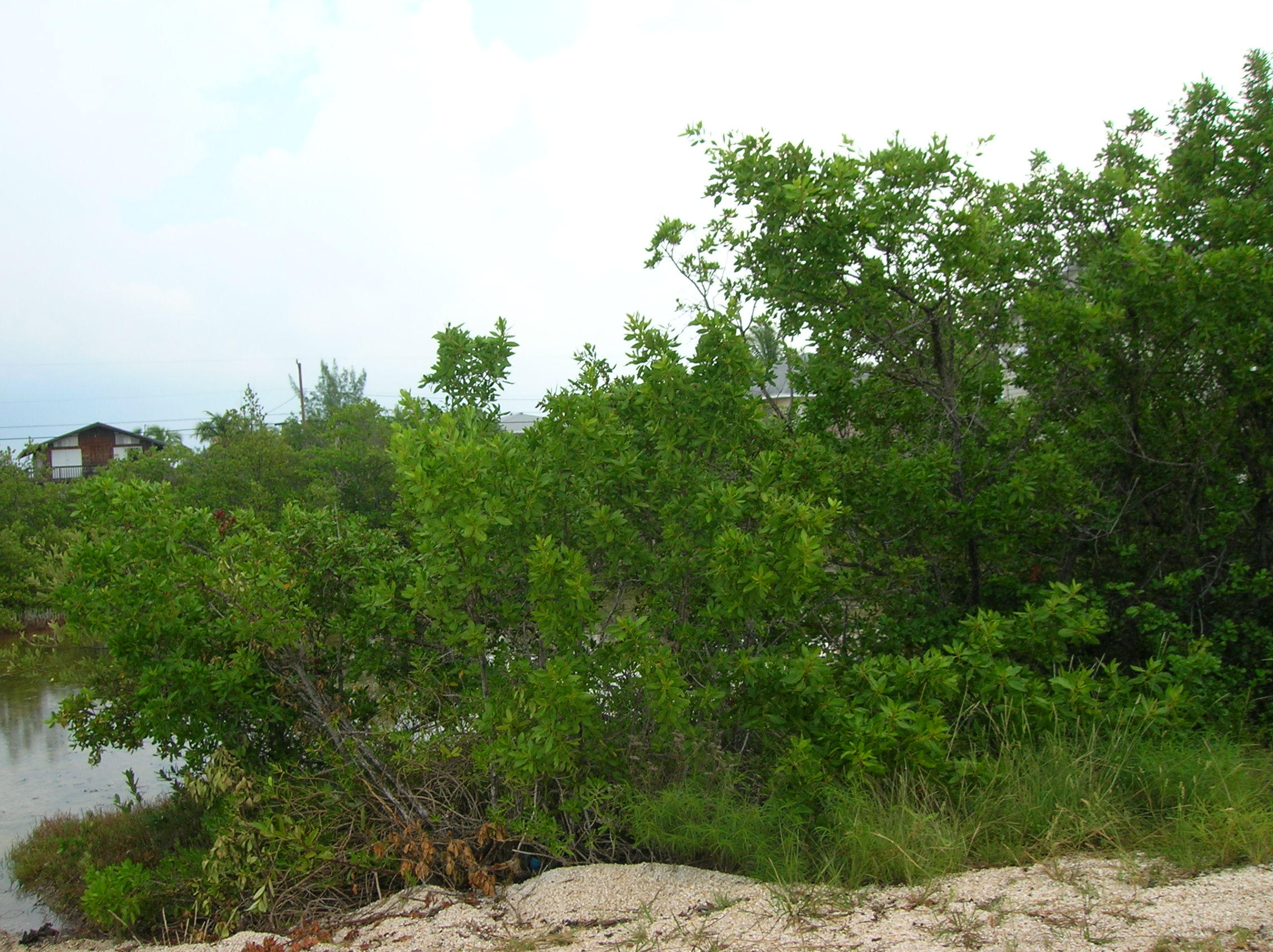 Canal Lot Front Lot