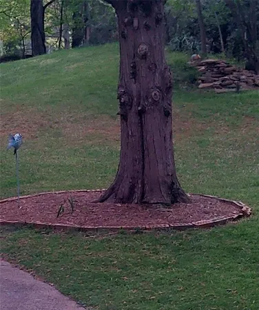 a view of a backyard