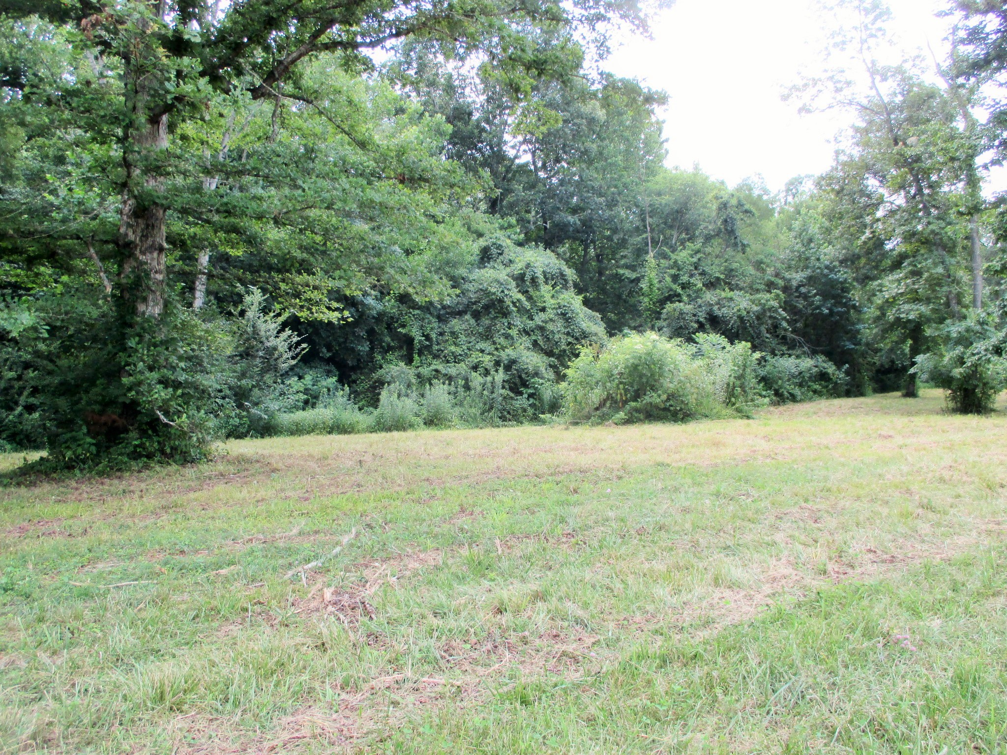 0 Spring Meadows Lane Morrison, TN 37357 - Photo 5 of 23 a view of a yard with a tree