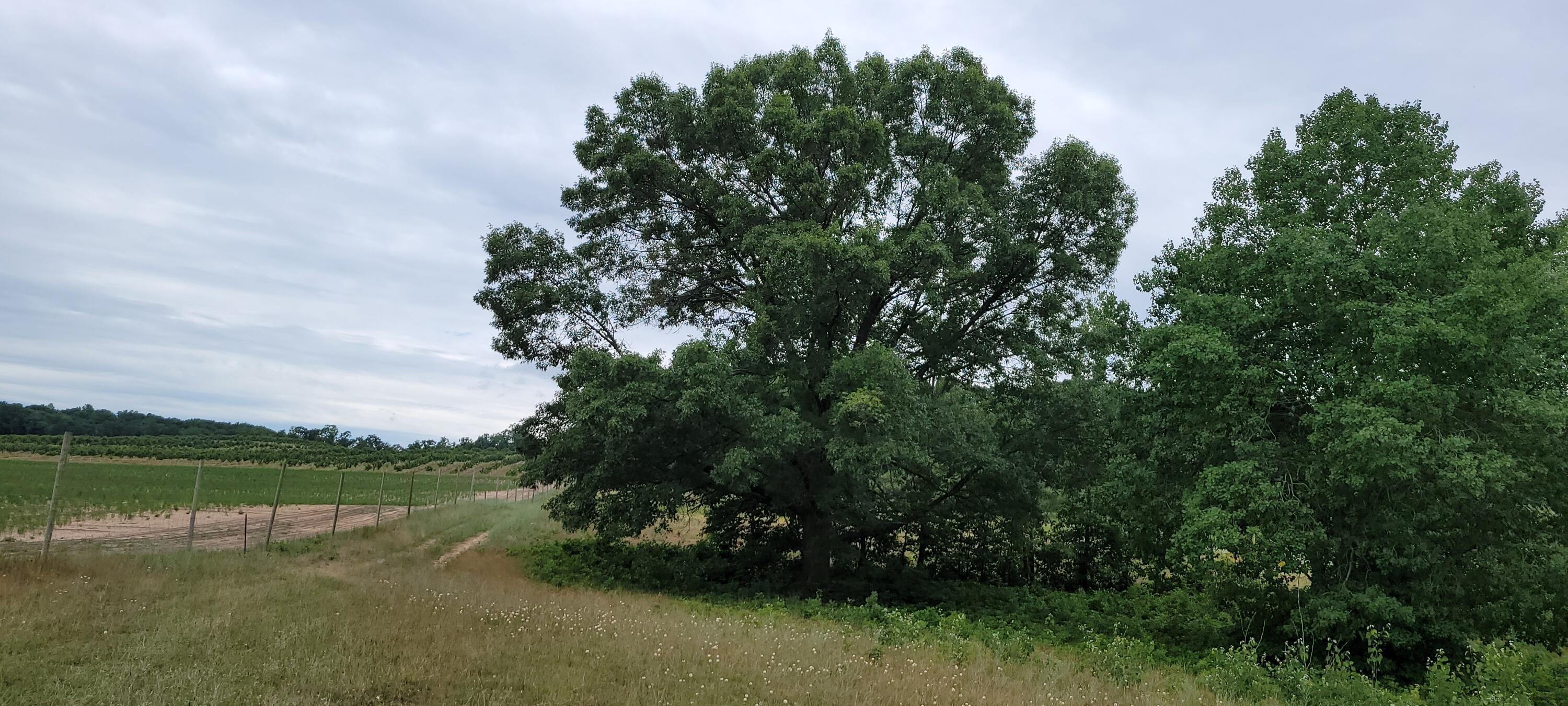 Warren Road Shelby, MI 49455 - Photo 12 of 40 20210628_133304