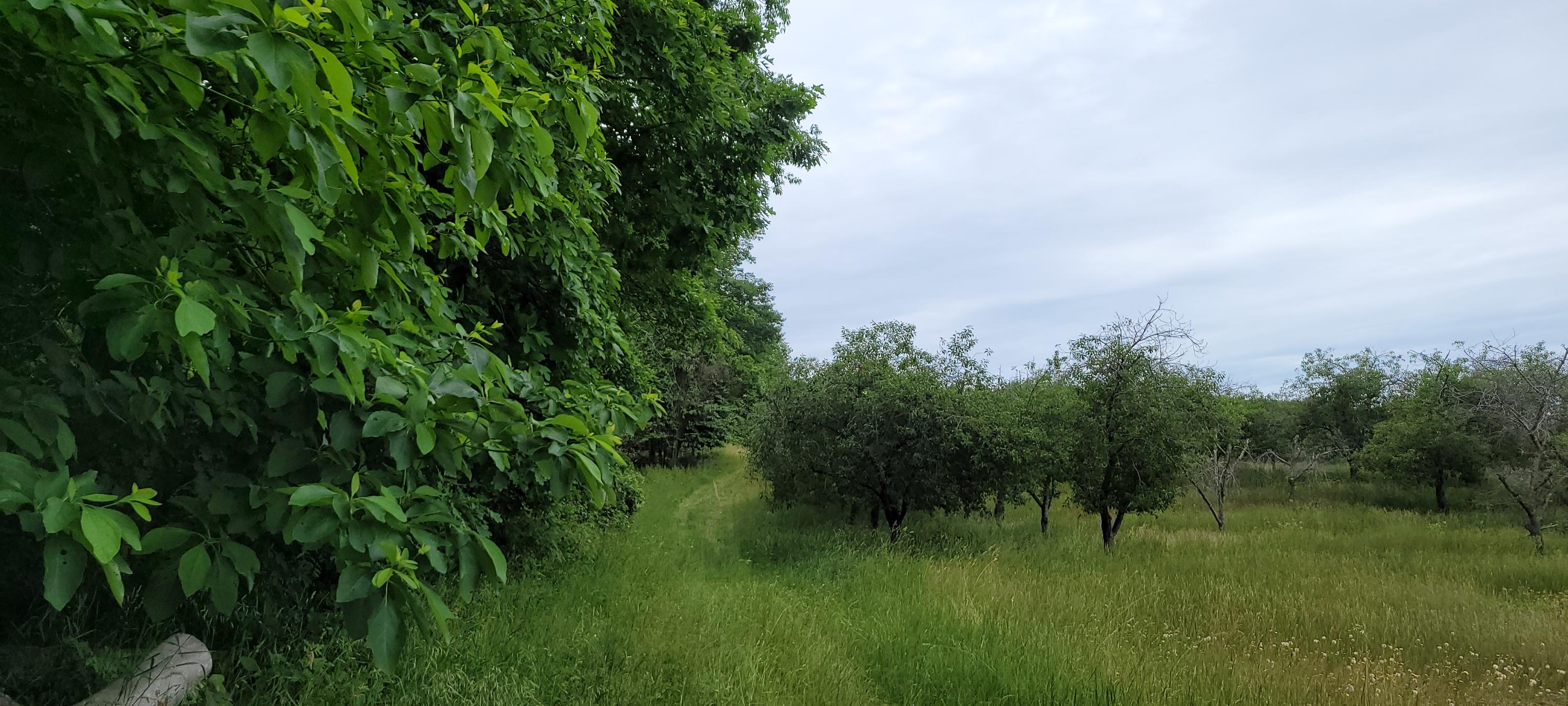 Warren Road Shelby, MI 49455 - Photo 20 of 40 20210628_133652