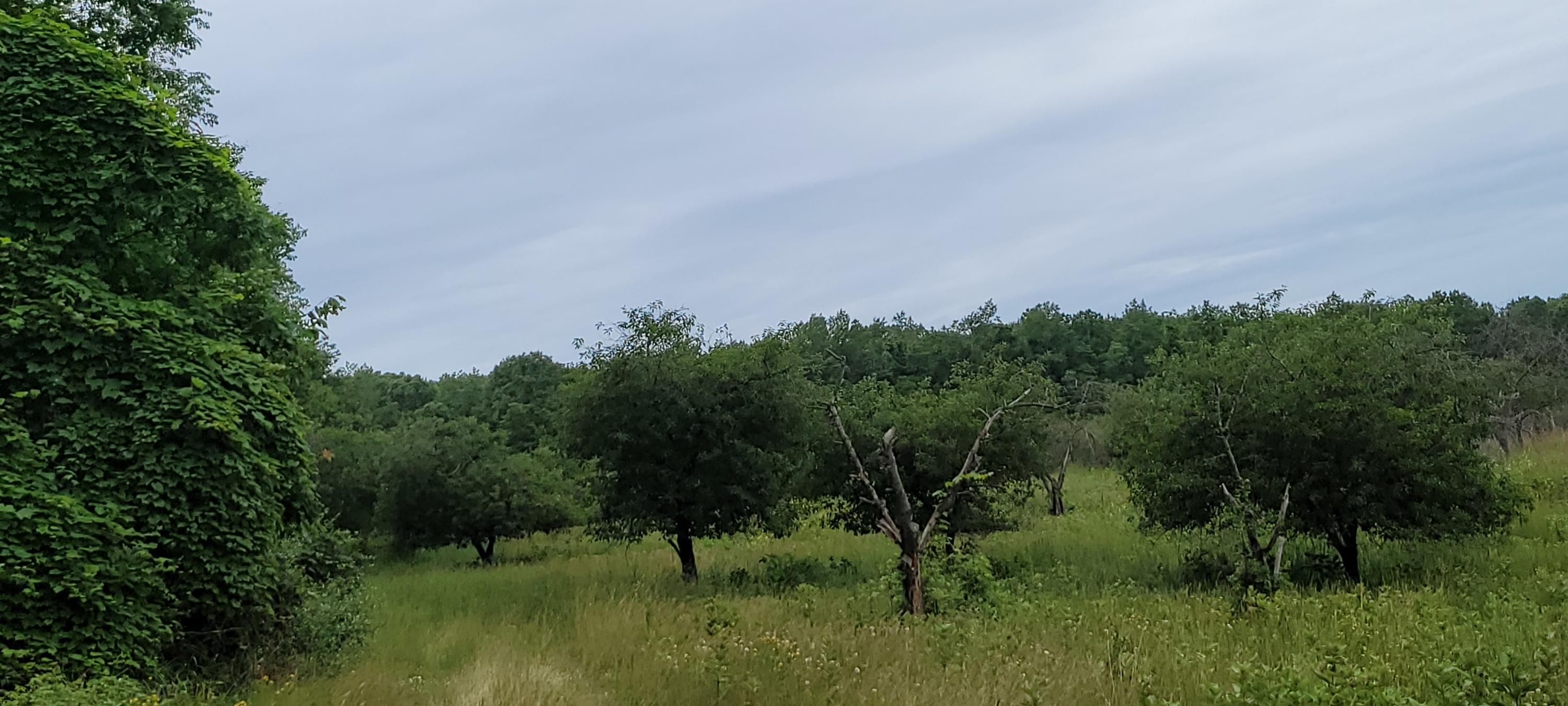 Warren Road Shelby, MI 49455 - Photo 22 of 40 20210628_133739