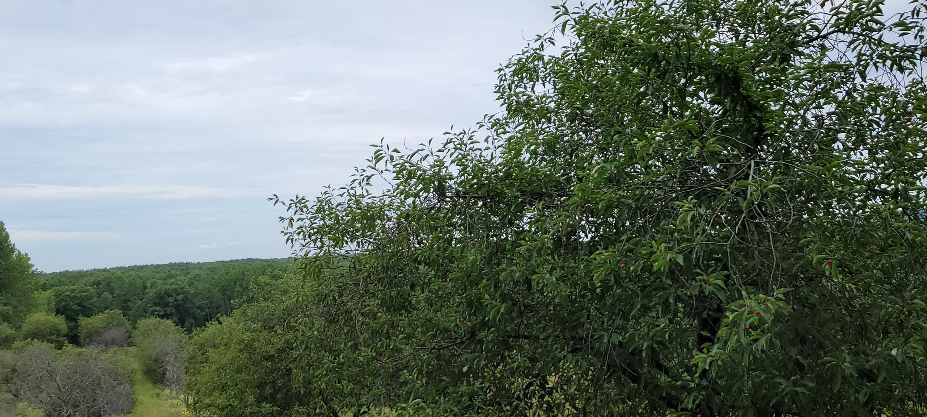 Warren Road Shelby, MI 49455 - Photo 25 of 40 20210628_133842