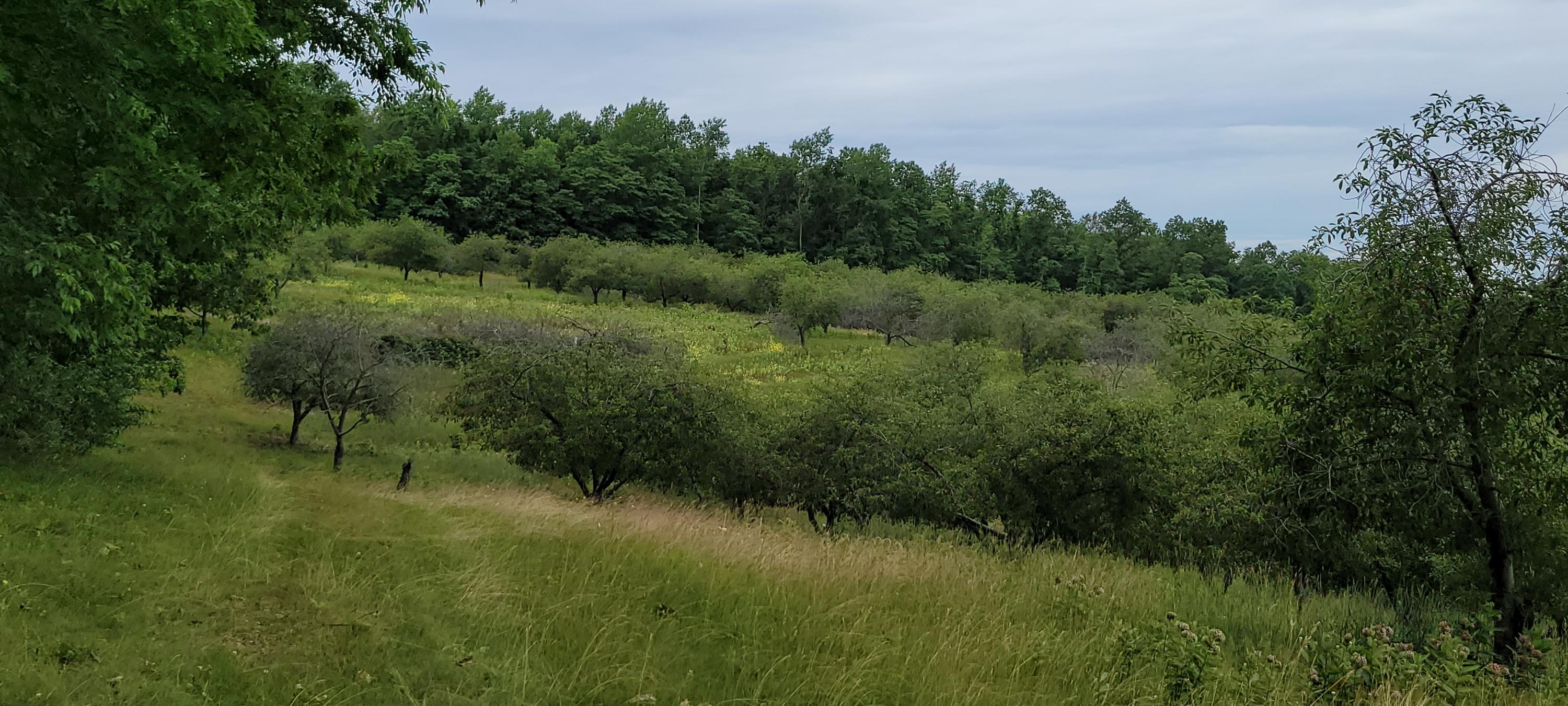 Warren Road Shelby, MI 49455 - Photo 26 of 40 20210628_133845