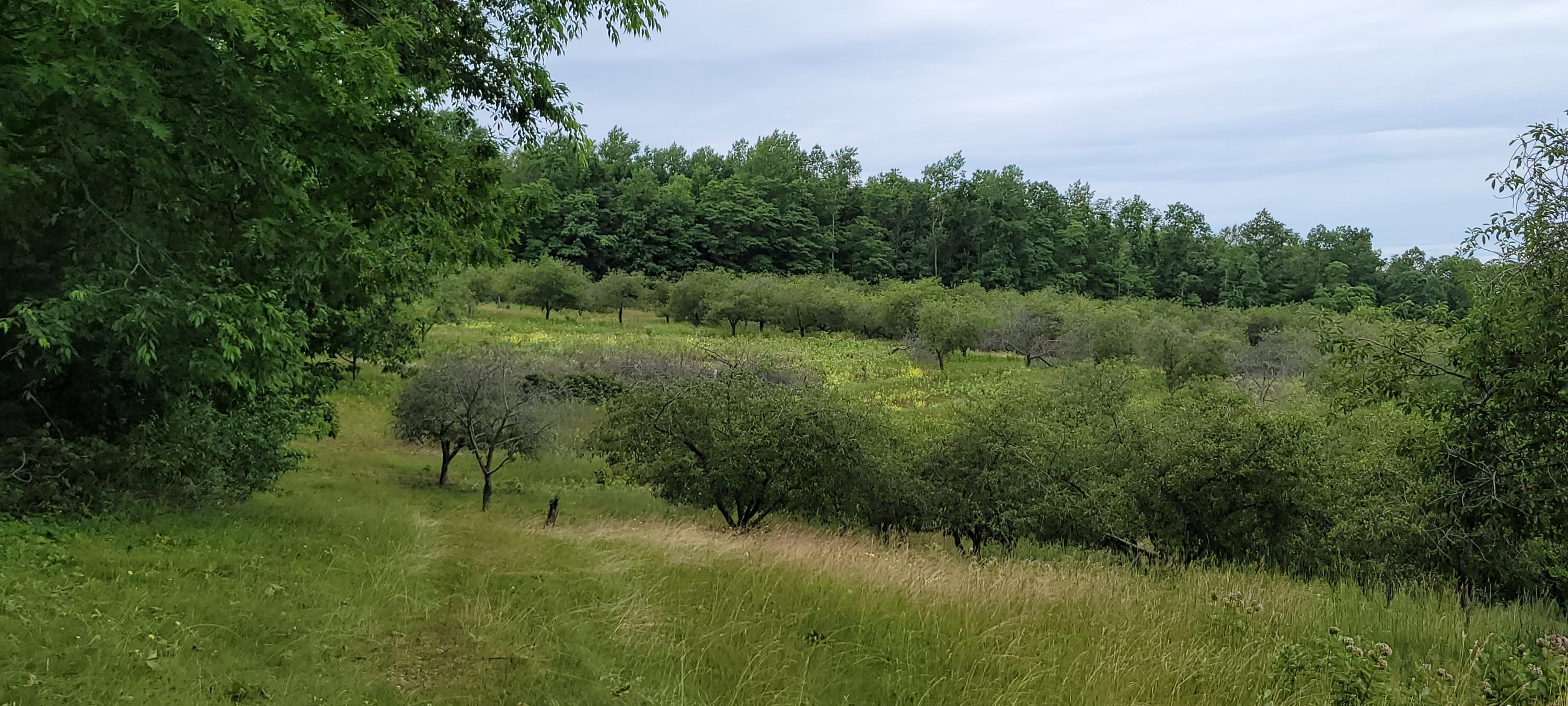 Warren Road Shelby, MI 49455 - Photo 27 of 40 20210628_133847