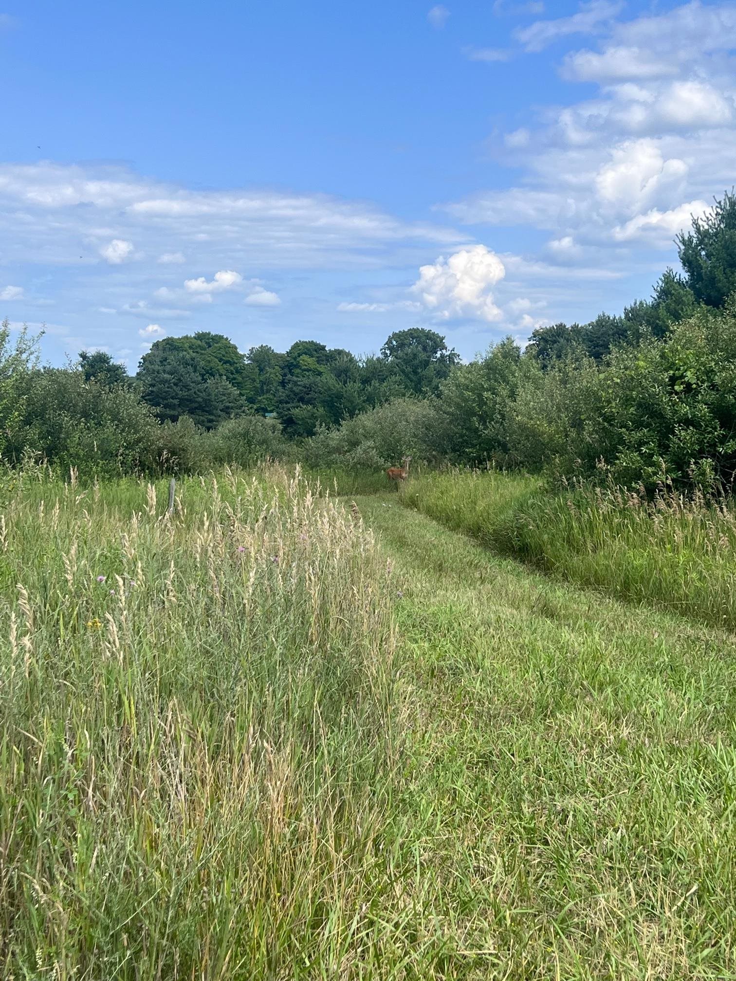 Tbd West Pickard Road Remus, MI 49340 - Photo 14 of 15