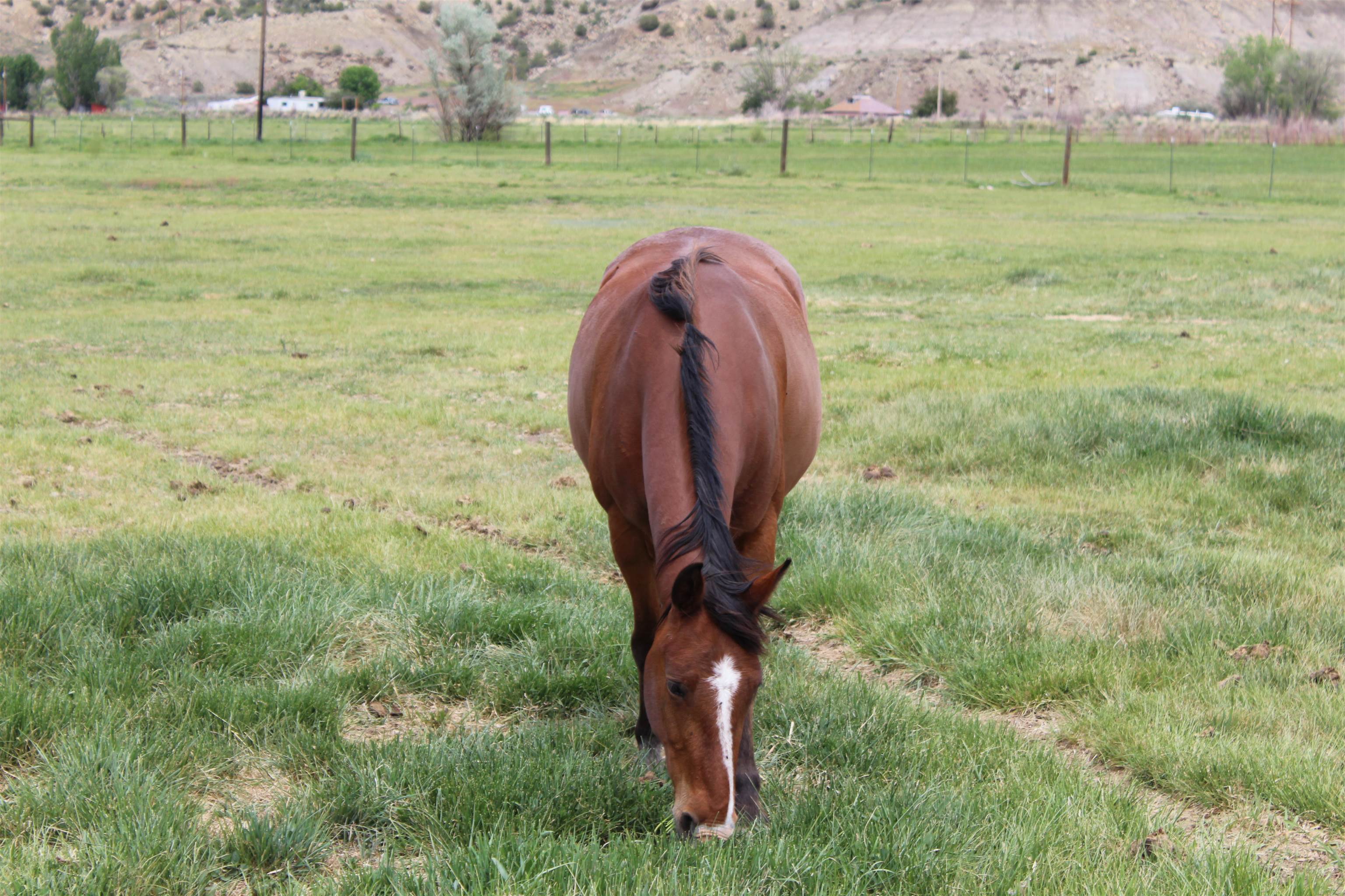 2012-45 45 1/2 Road De Beque, CO 81630 - Photo 29 of 29 Gallery Image 29
