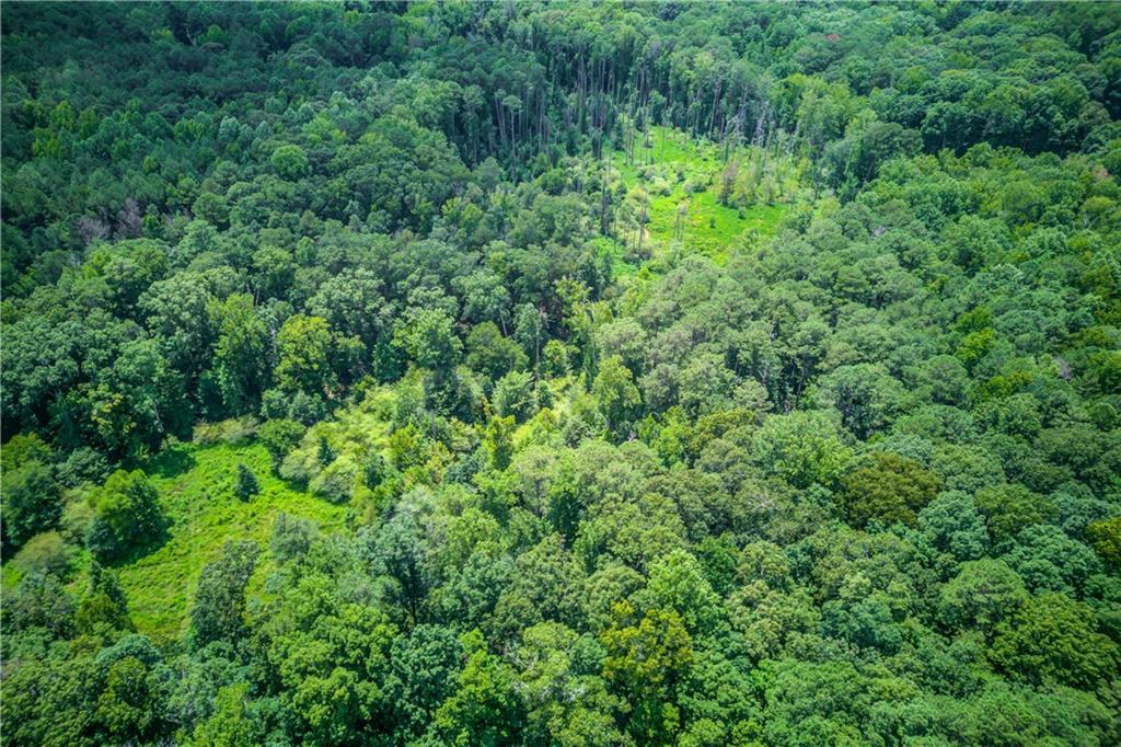 1345 Chandler Road Lawrenceville, GA 30045 - Photo 84 of 97 a view of a lush green forest